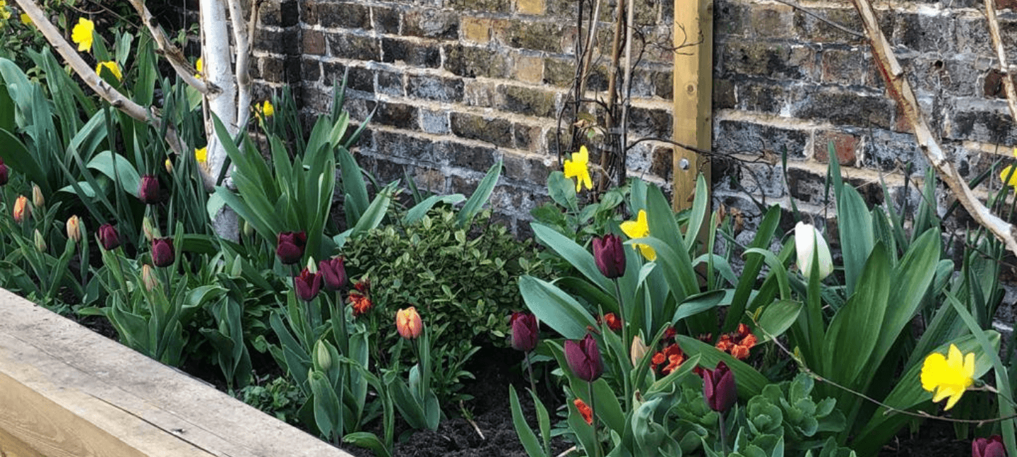 tulip planters 